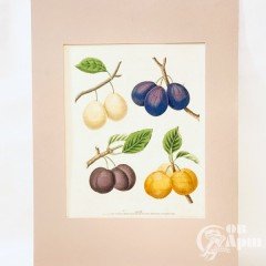Гравюра из серии Фрукты Британии (Pomona Britannica)